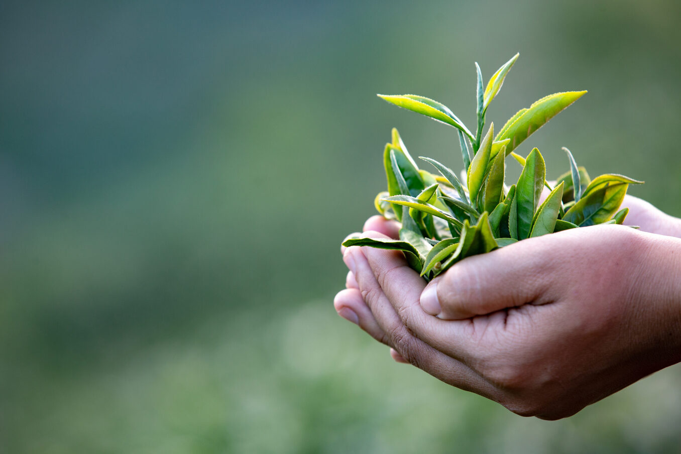 A person holding green leaves in their hands