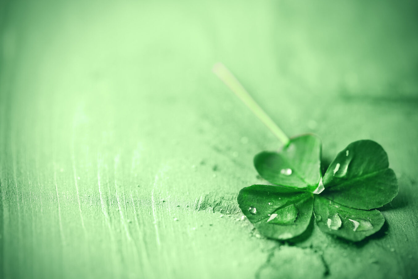 Four leaf clover with water droplets on top