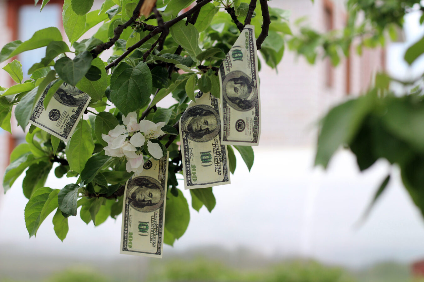 Money growing on tree