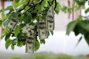 money growing on tree with bright green leaves