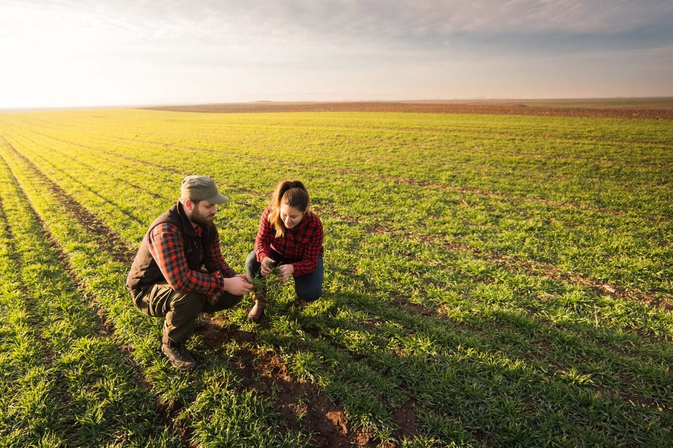 Young farmers examing planted young wheat during winter season