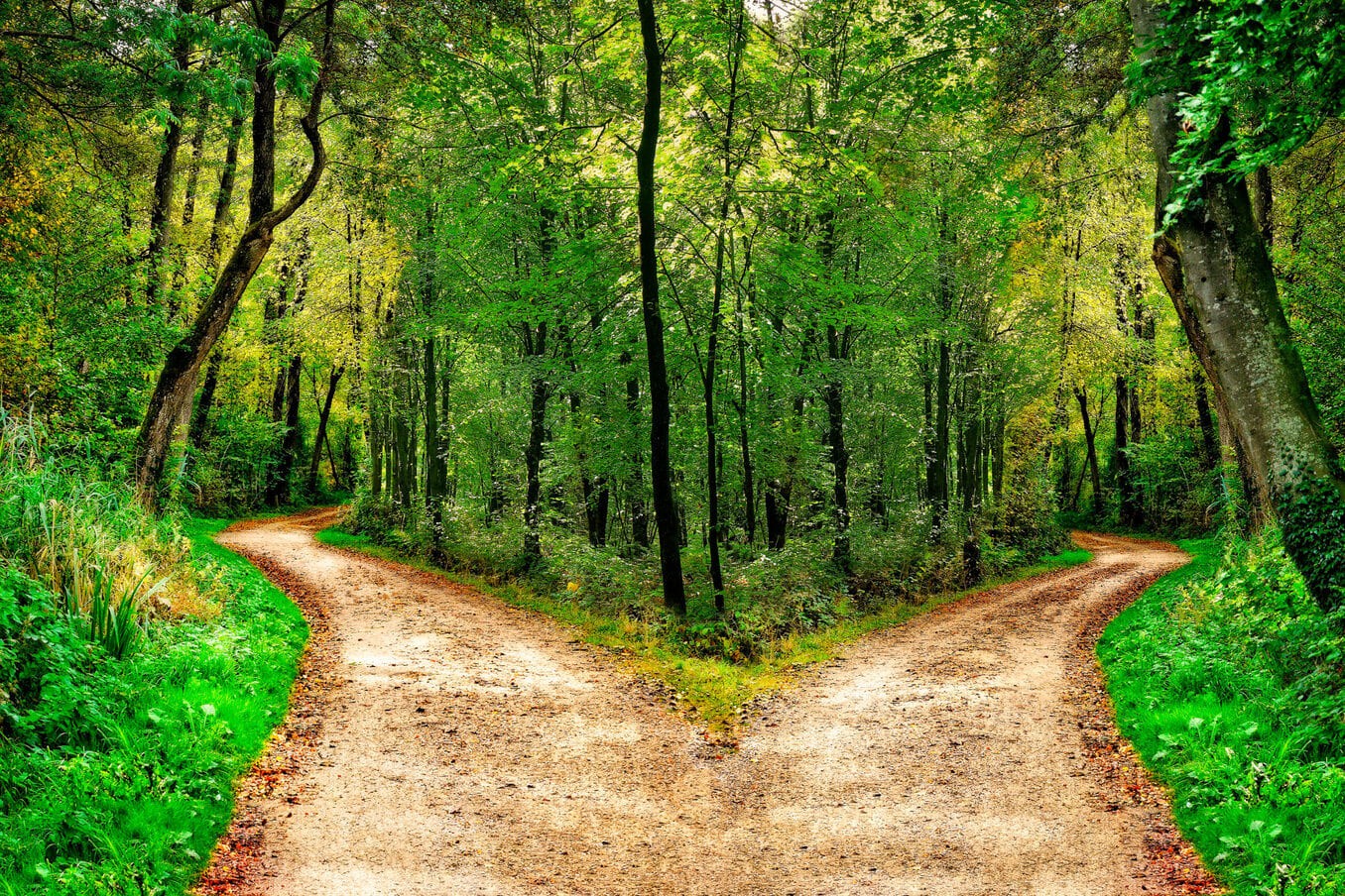 A forest path forks in two different directions