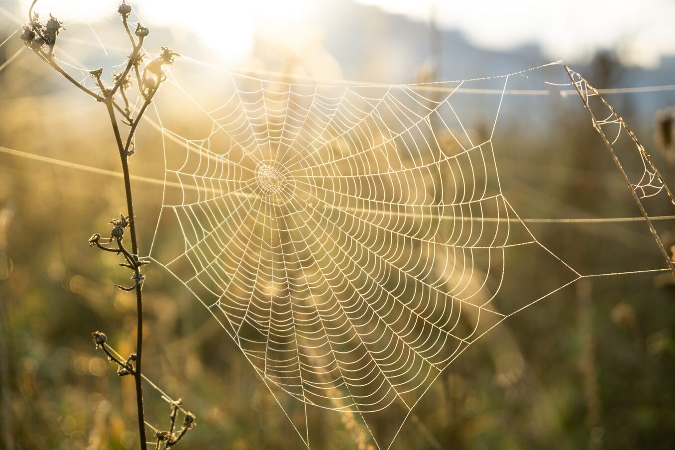 Spider web covered with the morning moss on the meadow