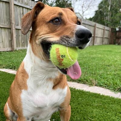 Dogs of Facet