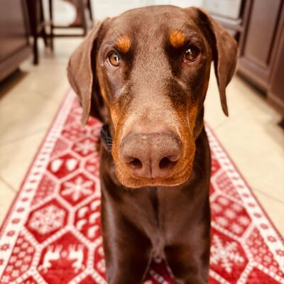 Dogs of Facet