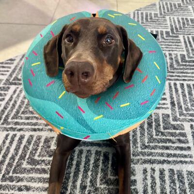 Dogs of Facet