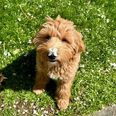 Dogs of Facet