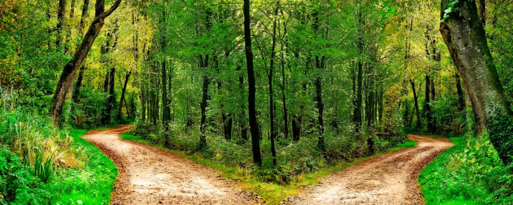 A,Forest,Path,Divides,In,Two,Different,Directions