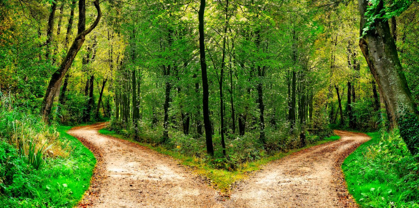 A,Forest,Path,Divides,In,Two,Different,Directions