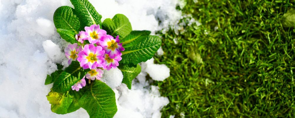 Primrose,Spring,Flower,Blooming,On,Snow,With,Green,Grass,Background,