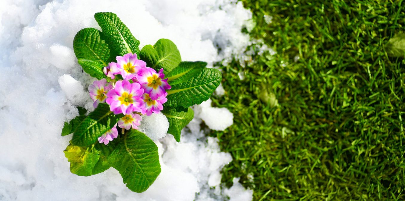Primrose,Spring,Flower,Blooming,On,Snow,With,Green,Grass,Background,
