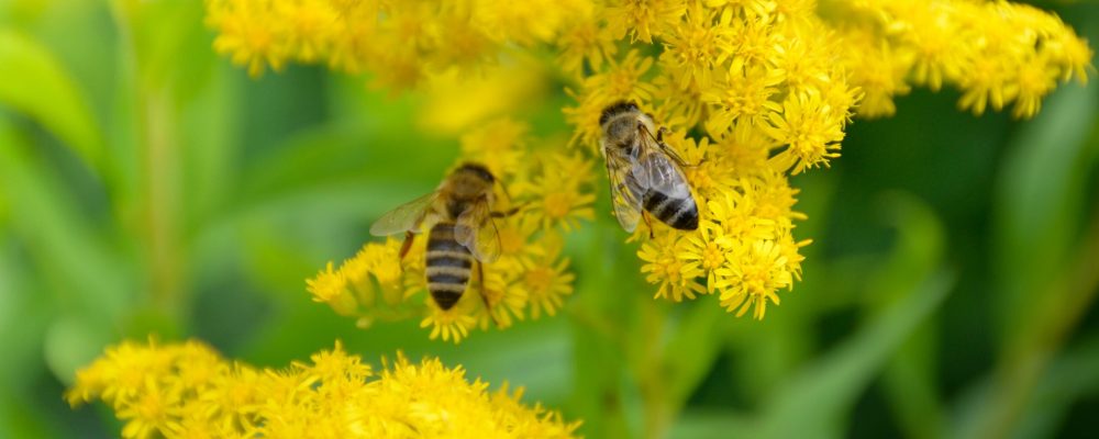 Honeybee,On,A,Yellow,Solidago,Or,Goldenrod,Flower