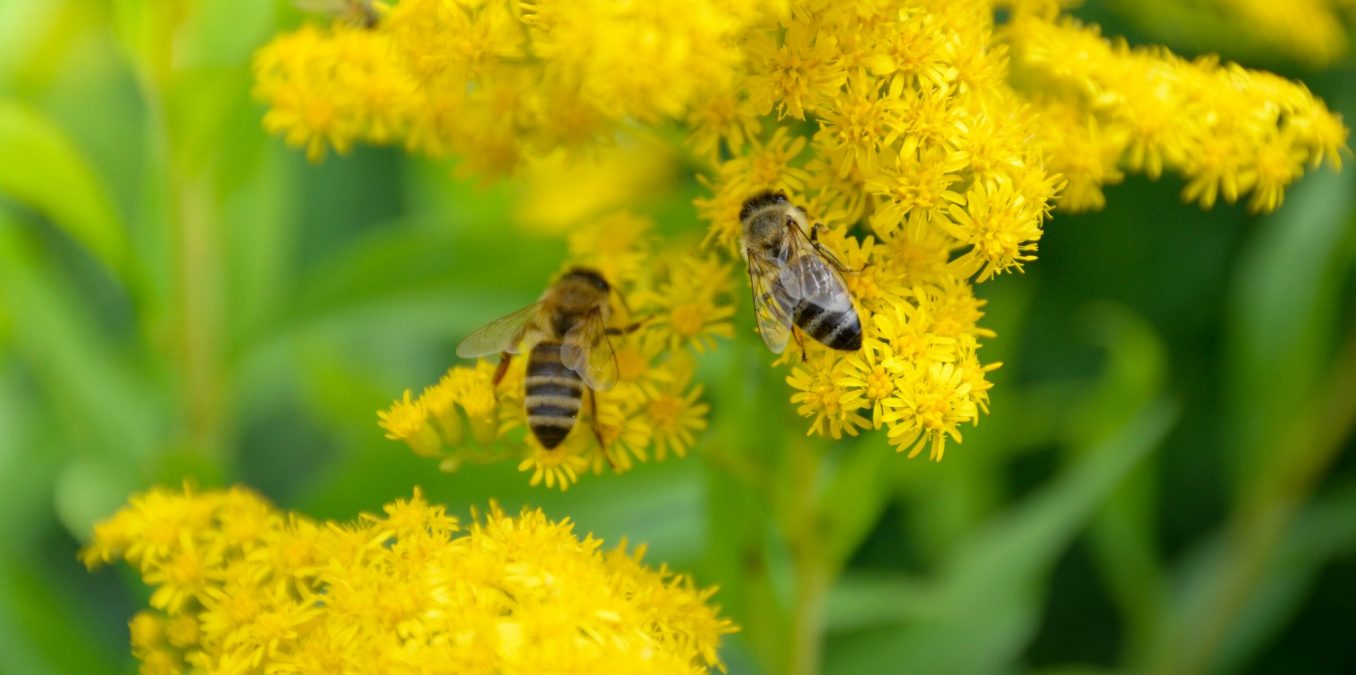 Honeybee,On,A,Yellow,Solidago,Or,Goldenrod,Flower