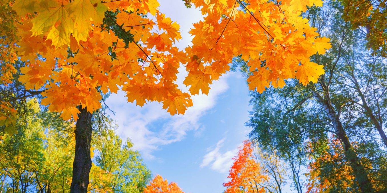 Autumn,Background,Landscape.,Yellow,Color,Tree,,Red,Orange,Foliage,In