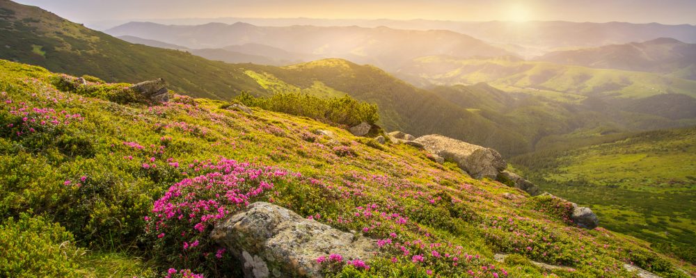 Spring,Landscape,In,Mountains,With,Flower,Of,A,Rhododendron,And