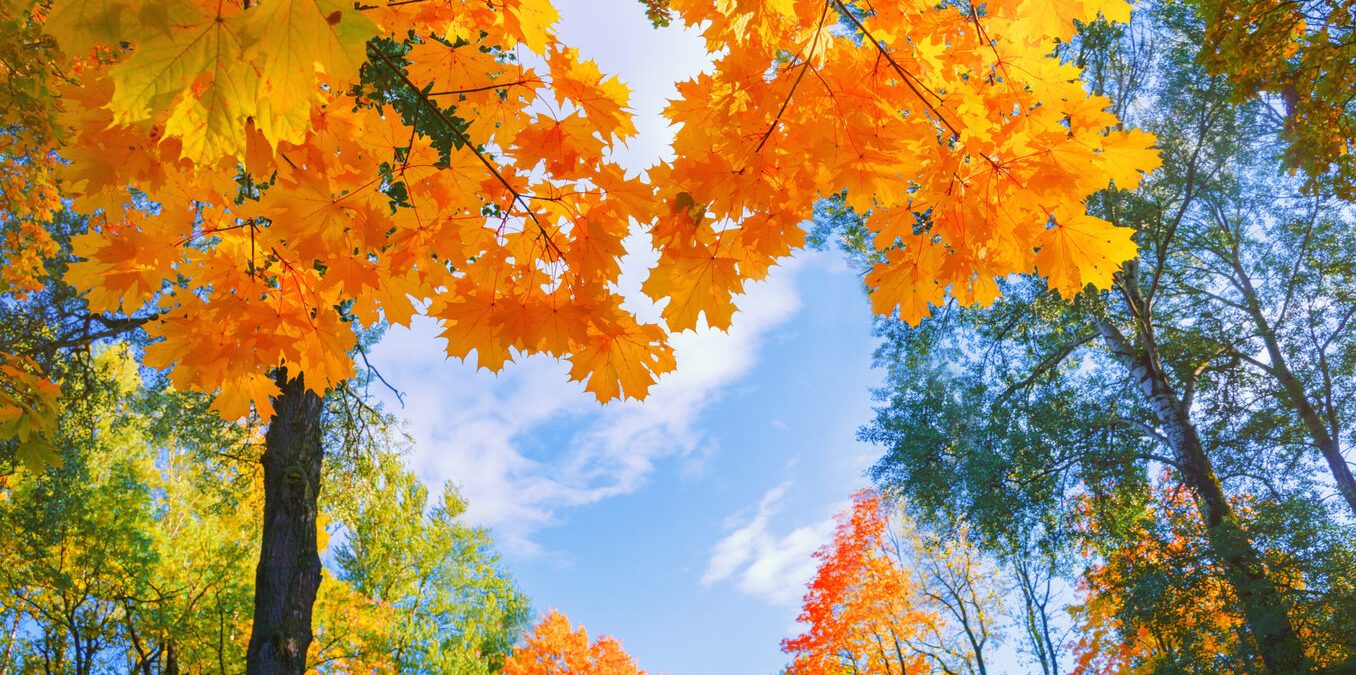 Autumn background landscape. Yellow color tree red orange foliage