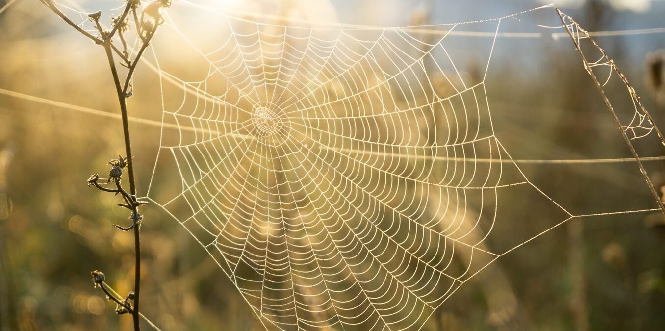 Spider web covered with the morning moss on the meadow