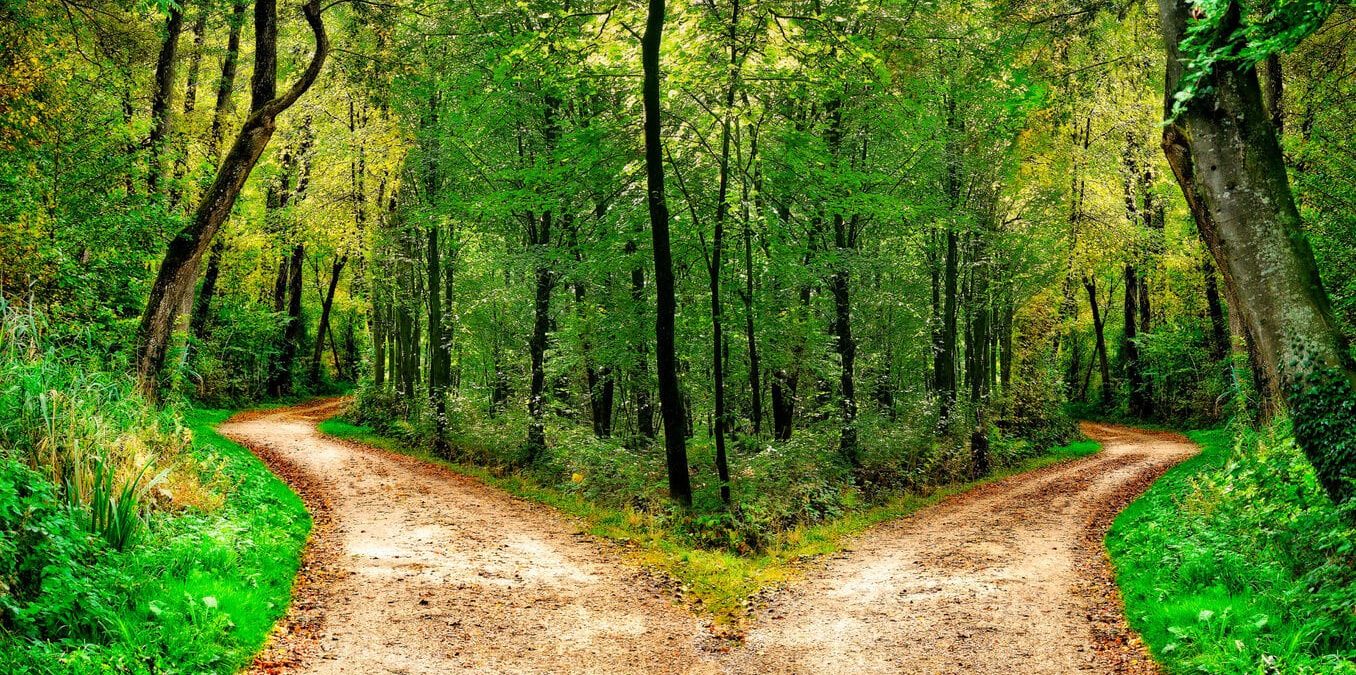 A forest path forks in two different directions