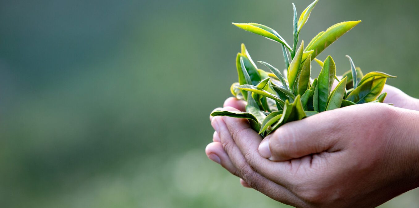 A person holding green leaves in their hands