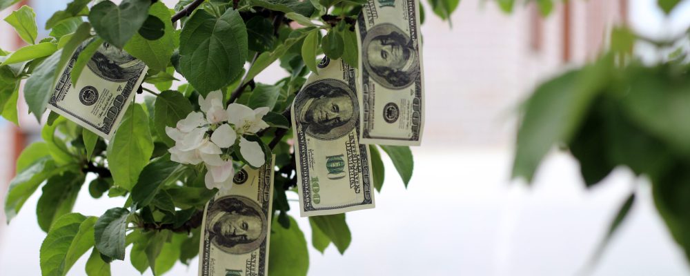 money growing on tree with bright green leaves