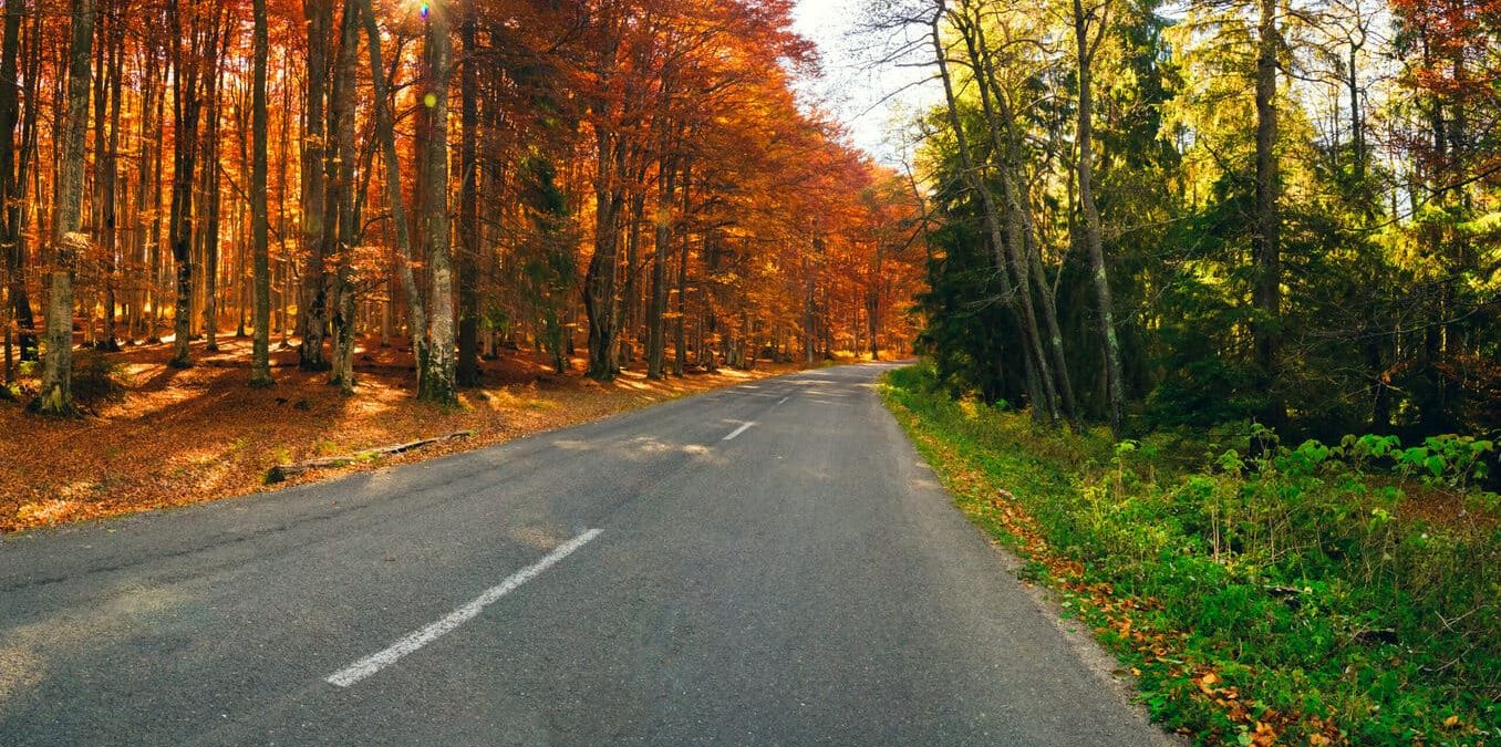 Forest road with orange, deciduous trees on one side, and green on the other.