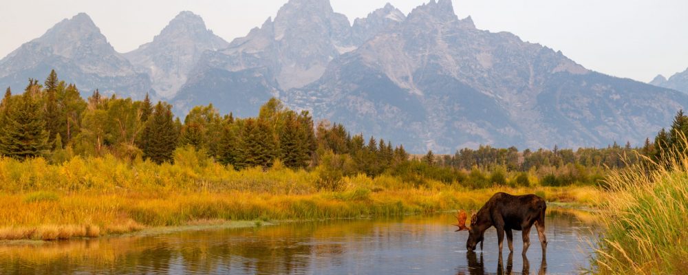 Wild,Bull,Moose,In,Grand,Teton,National,Park,Near,Jackson