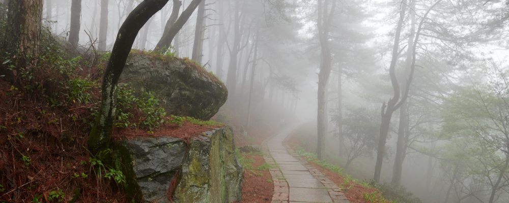 A,Path,In,The,Fog,In,Spring,Forests,In,Mogan