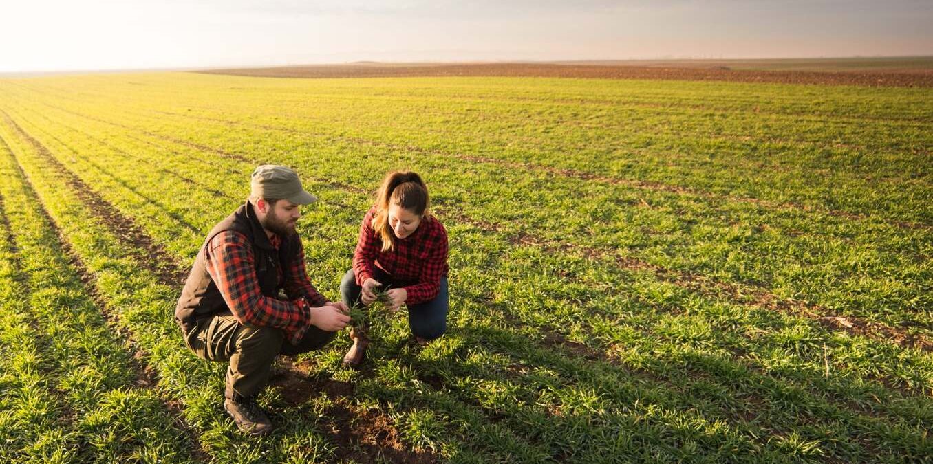 Young farmers examing planted young wheat during winter season